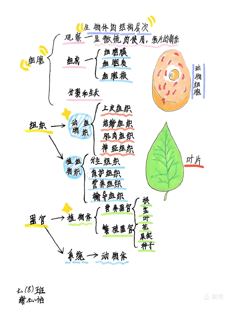 —东兴市实验中学初中生物科思维导图设计